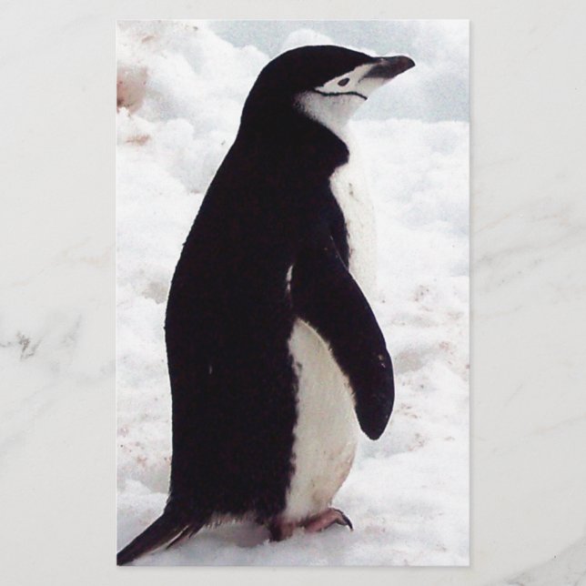 O Pinguim Mais Pobre, Nunca (Frente)