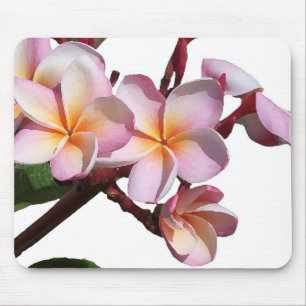 O Plumeria floresce Mousepad