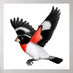 O poster cor-de-rosa do Grosbeak de Breasted do