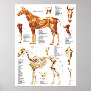 O poster da anatomia do cavalo Muscles e desossa