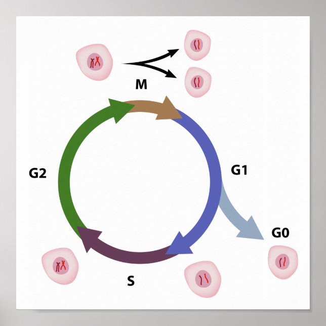 O poster do ciclo celular (Frente)