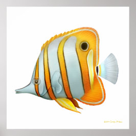 O Poster do Estudo de Peixes de Borboletas de Copp