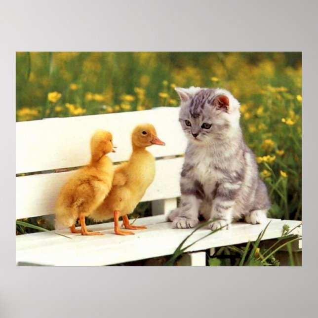 O Poster do Pato Feio (Frente)