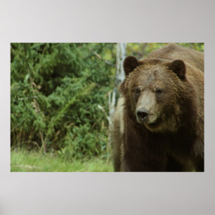 O poster do urso de urso