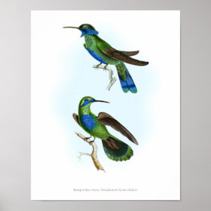 O poster O MAIS DE ALTA QUALIDADE de colibris de