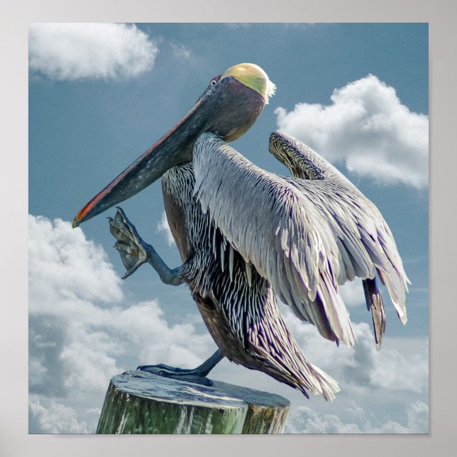 O Poster Pelicano Dançante (Frente)