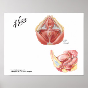 O poster pélvico do assoalho