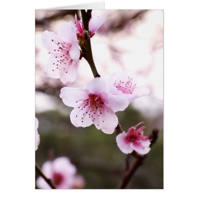 O primavera floresce cartão (Frente)