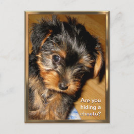 O que está escondendo? Cartão postal personalizáve