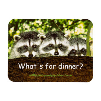 O que há para janto? Íman do frigorífico Raccoon.