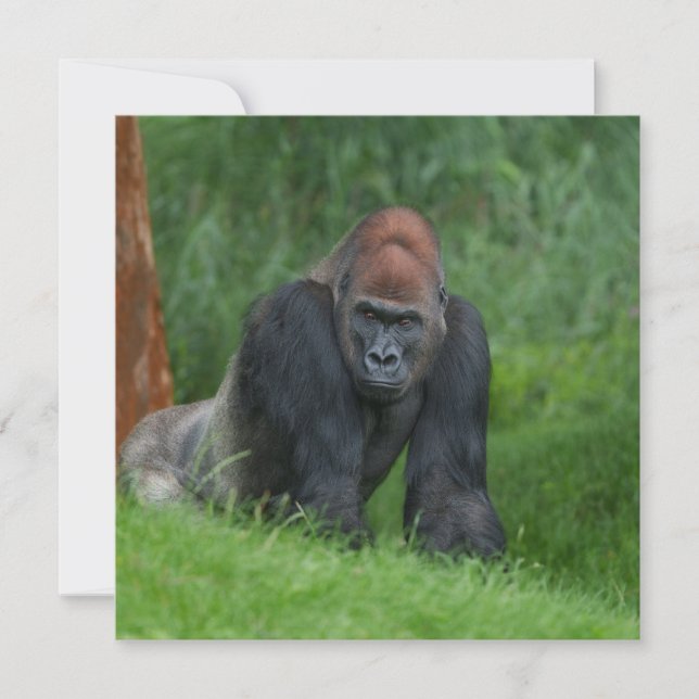 O Realm Serene de Silverback (Frente)