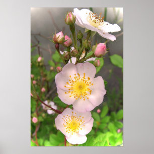O rosa do rosa selvagem floresce posters
