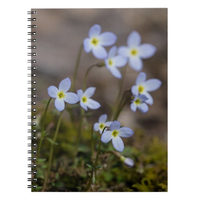 O roxo pequeno de Bluets floresce o caderno do (Frente)