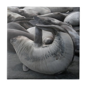 O selo da sereia - azulejo