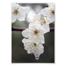 O seu alargamento de fotos personalizado de 12" x