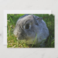 O Sr. Bunny fecha