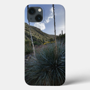 O sudoeste Sotol do deserto planta a arizona