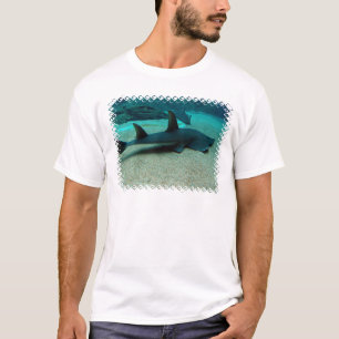 O t-shirt dos homens do tubarão de areia