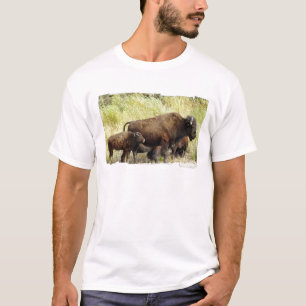 O t-shirt dos homens vagueando do búfalo