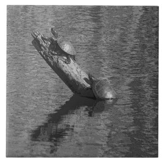 O tempo da tartaruga cronometra dois o azulejo da