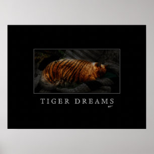 O tigre sonha o poster