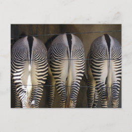 O trio tímido, cartão postal zebra