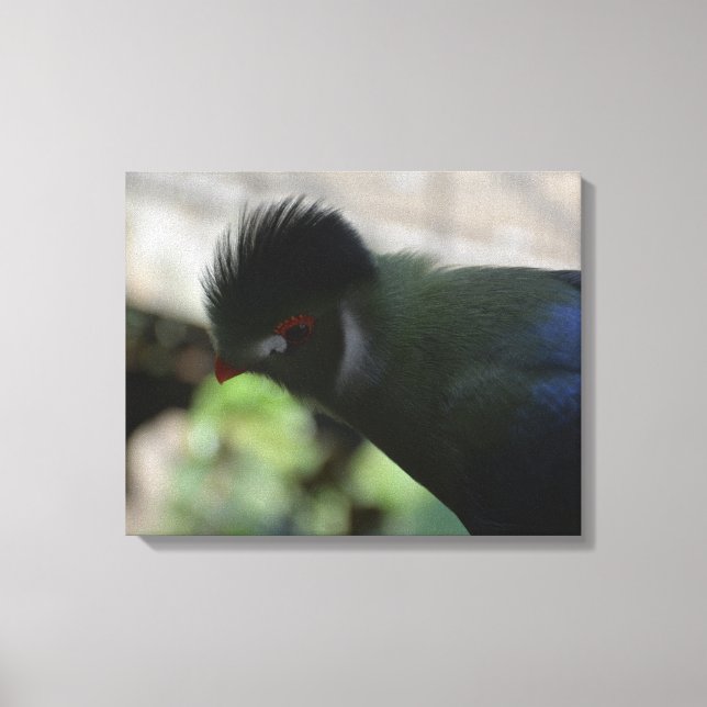 O TURACO DA GUINÉ EM IMPRESSÃO DE TELA (Frente)
