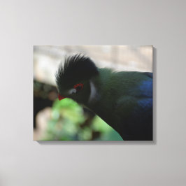 O TURACO DA GUINÉ EM IMPRESSÃO DE TELA