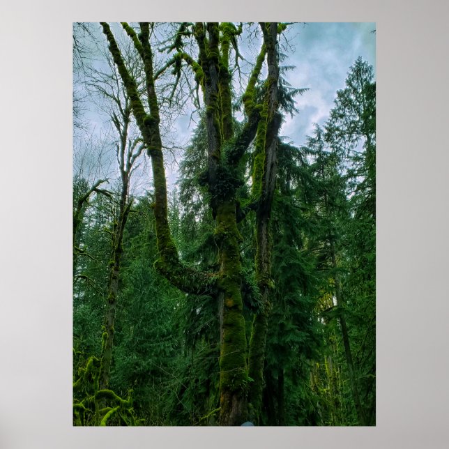 O Verde na Poster das Árvores (Frente)