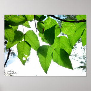 O vidoeiro Sunlit sae do poster ou do impressão
