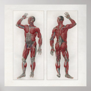 O vintage 1833 Muscles o poster da anatomia dos