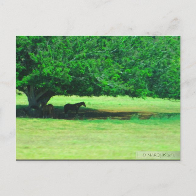 OAHU,HAWAII #19 CARTÃO POSTAL (Frente)