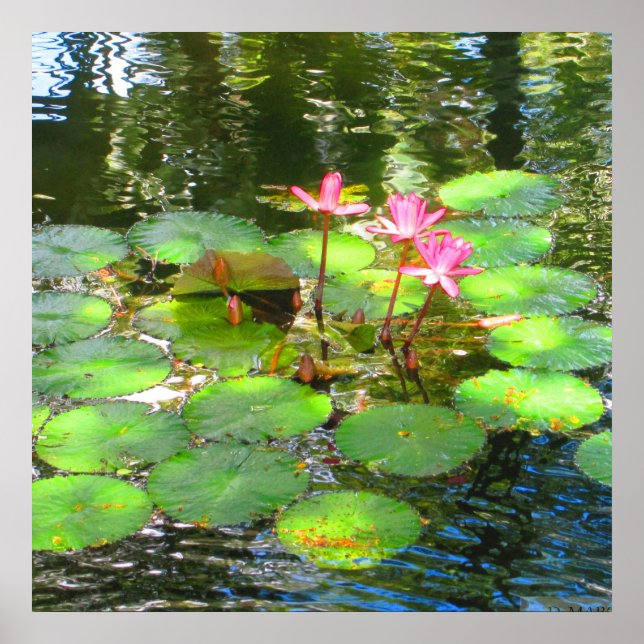 OAHU,HAWAII # 8 POSTER (Frente)