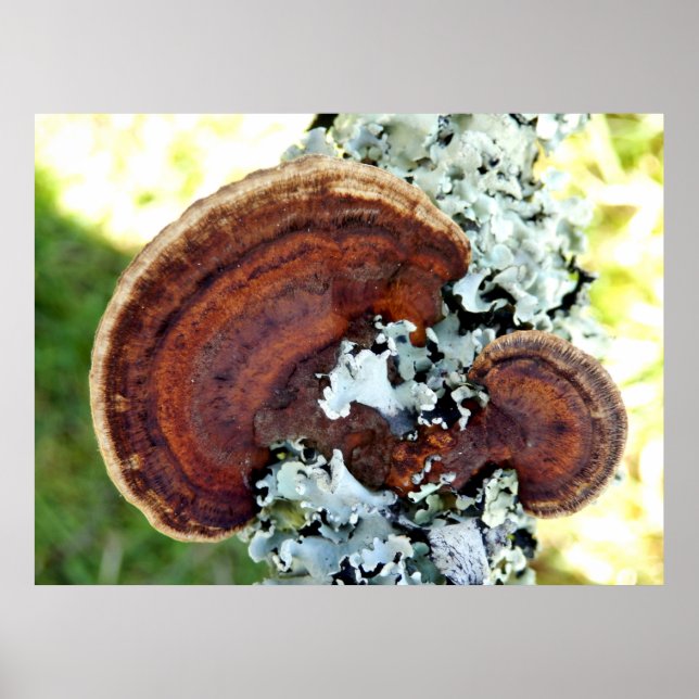 Oak Mazegill Fungus Poster (Frente)