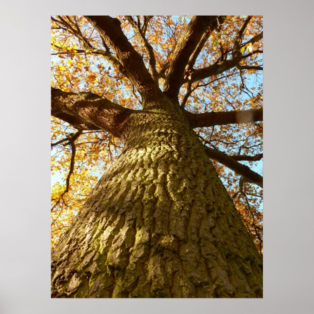 Oak Tree Poster (Frente)