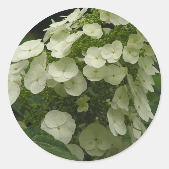 Oakleaf Hydrangea (Hydrangea quercifolia) adesivos (Frente)