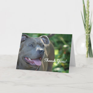Obrigado cartão azul do cão do pitbull