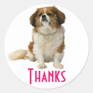 Obrigado King Charles Spaniel Filhote Adesivo