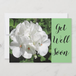 Obtenha uma placa plana verde fotográfica bem bra