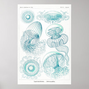 Ocean Animal Vintage Sketage Art Poster