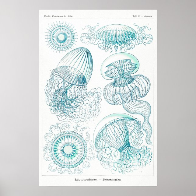 Ocean Animal Vintage Sketage Art Poster (Frente)