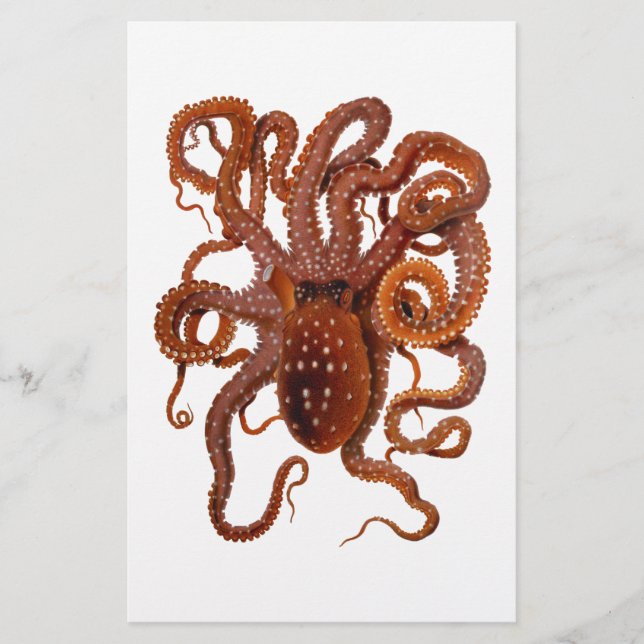 Octopus Macropus Atlântico Polvo Polvo Branco (Frente)