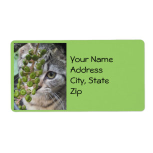 Ocultando Etiquetas de Endereço do Kitten