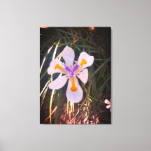 Ofertas de Natures, Impressão de tela estendida