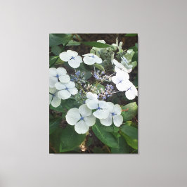 Ofertas de Natures, Impressão de tela estendida