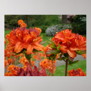 OFICE ART IMPRESSÕES AZALEAS 25 Jardim Laranja Aza
