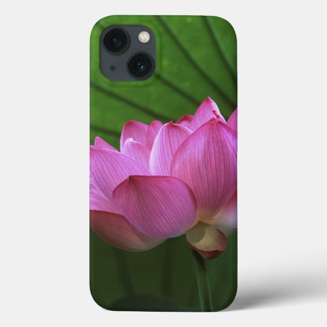 Ohga Lotus, Sankei-en Garden, Yokohama, Japão (Verso)