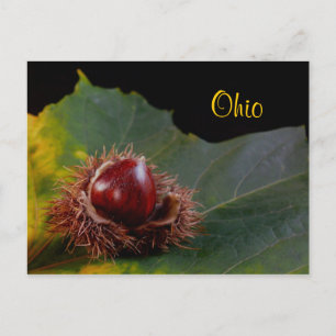 Ohio, Cartão Postal de Folha de Outono Com Noz
