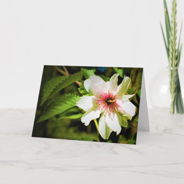 Okame Cherry Tree Blossom, cartão (Frente)