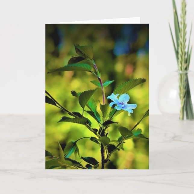 Okame Cherry Tree Blossom, cartão (Frente)